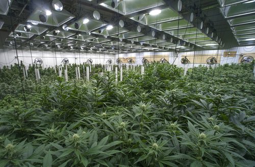 Cultivation of Marijuana in Massachusetts